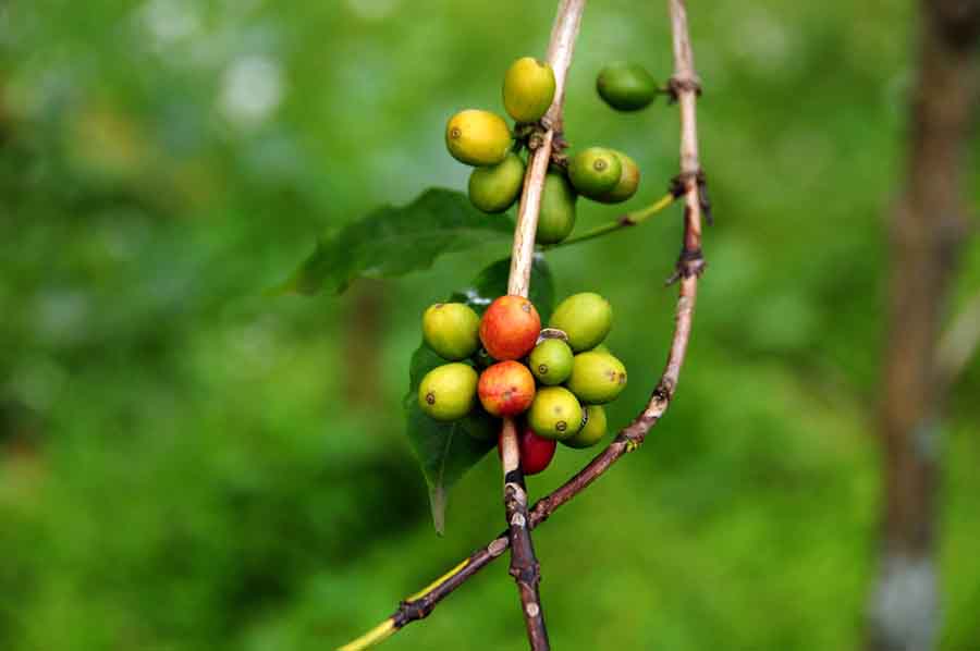 1 Day Tengeru Coffee Tour
