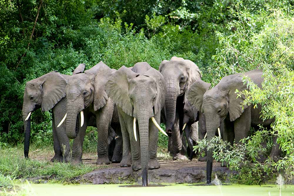 3 Days Northern Tanzania Safari