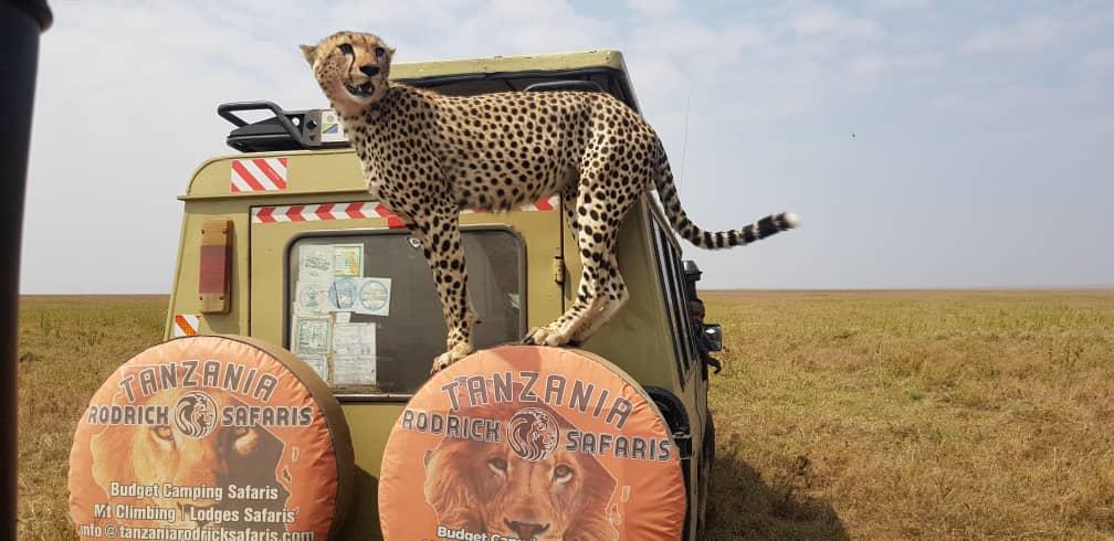 3 Days Northern Tanzania Safari