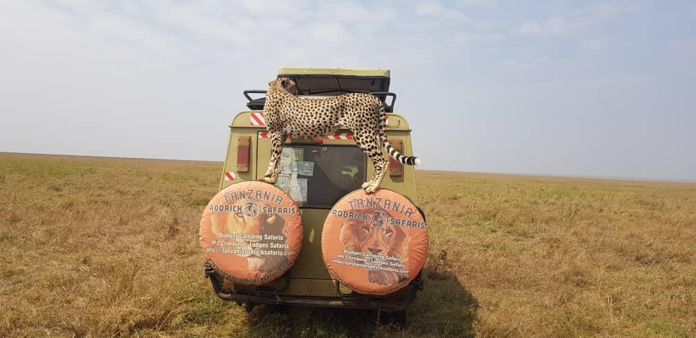 3 Days Northern Tanzania Safari