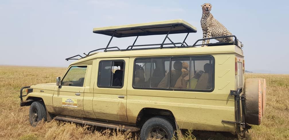 3 Days Northern Tanzania Safari