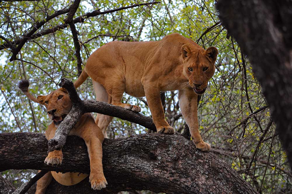 manyara lions